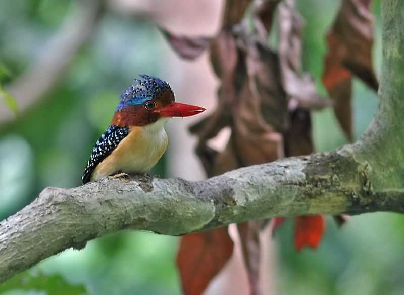 Banded Kingfisher