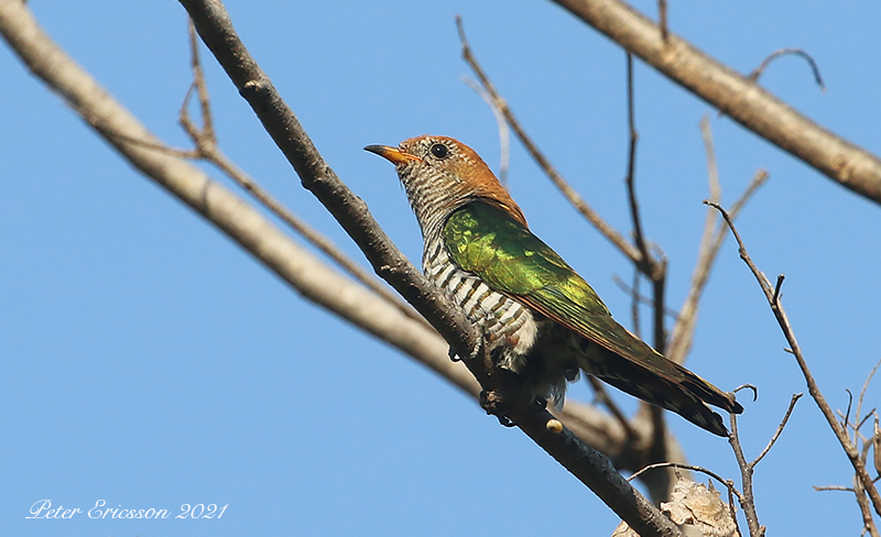 Emerald Cuckoo