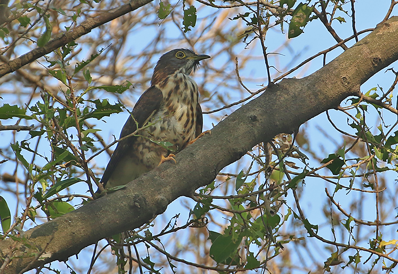 Large Hawk Cuckoo