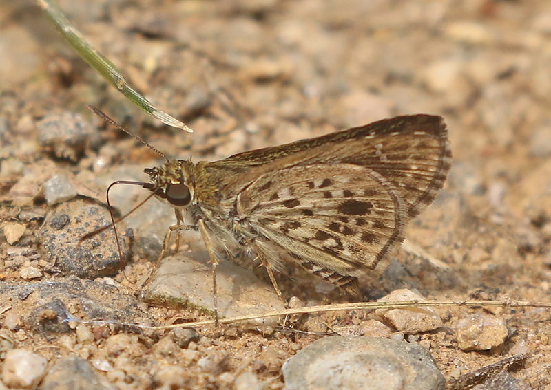 Pale-marked Ace Halpe hauxwelli