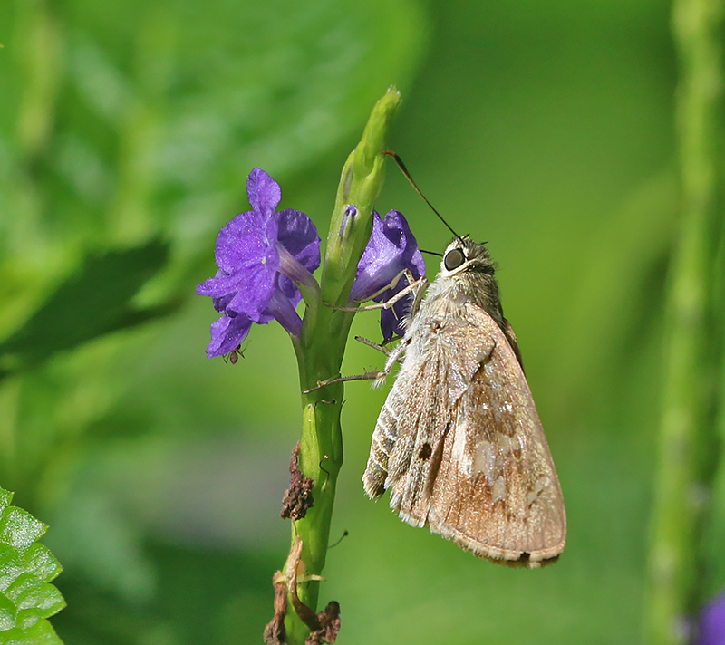 Formosan Swift (Borbo cinnara)