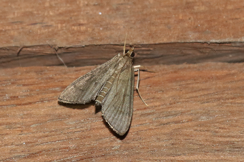 Pyralid and Crambid Snout Moths 