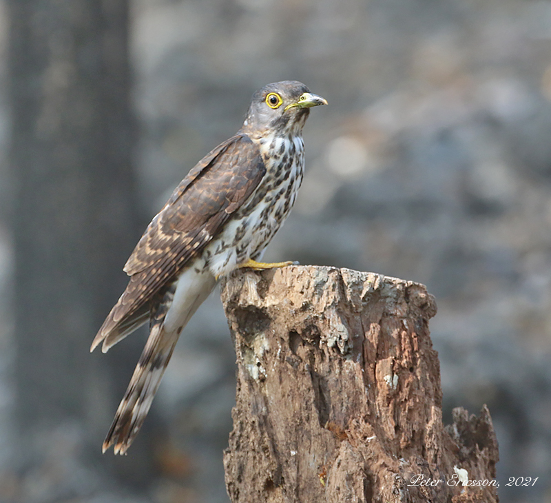 Hodgson's Hawk Cuckoo