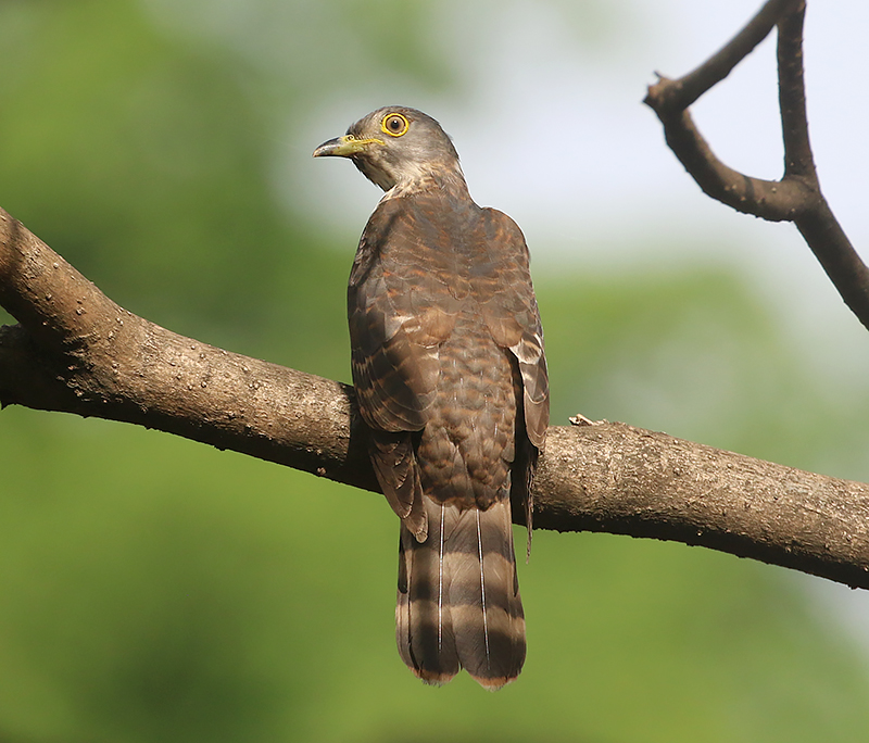 Hodgson's Hawk Cuckoo