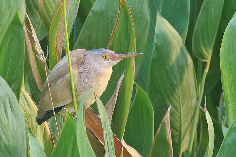 Yellow Bittern