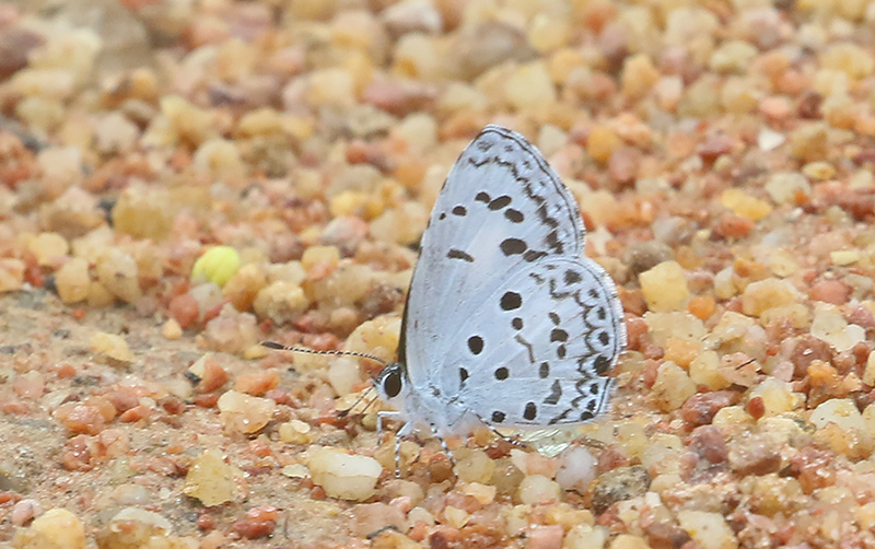 Common Hedge Blue (Acytolepis puspa)