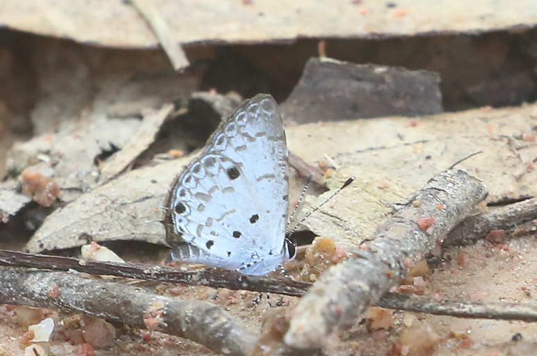 Malayan (Megisba malaya) 