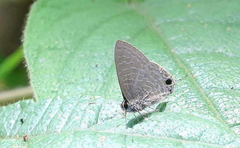Pointed Line Blue (Ionolyce helicon)