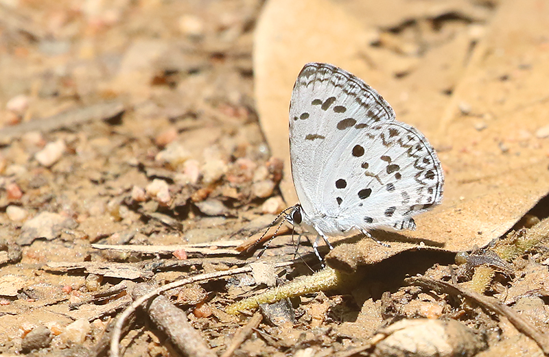 Common Hedge Blue (Acytolepis puspa) 
