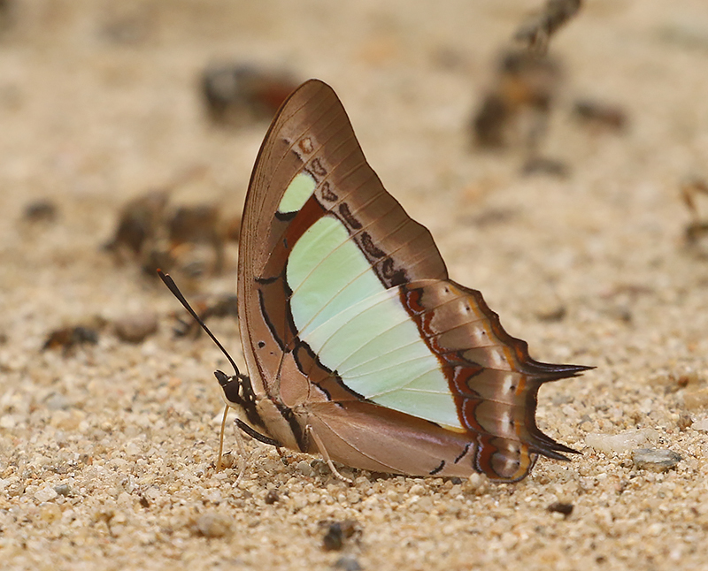 Pallid Nawab (Polyura arja)