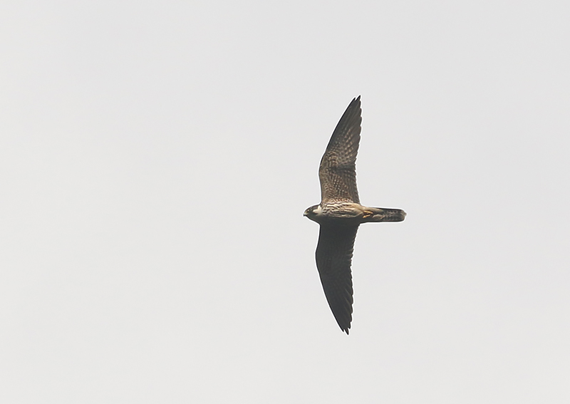 Eurasian Hobby