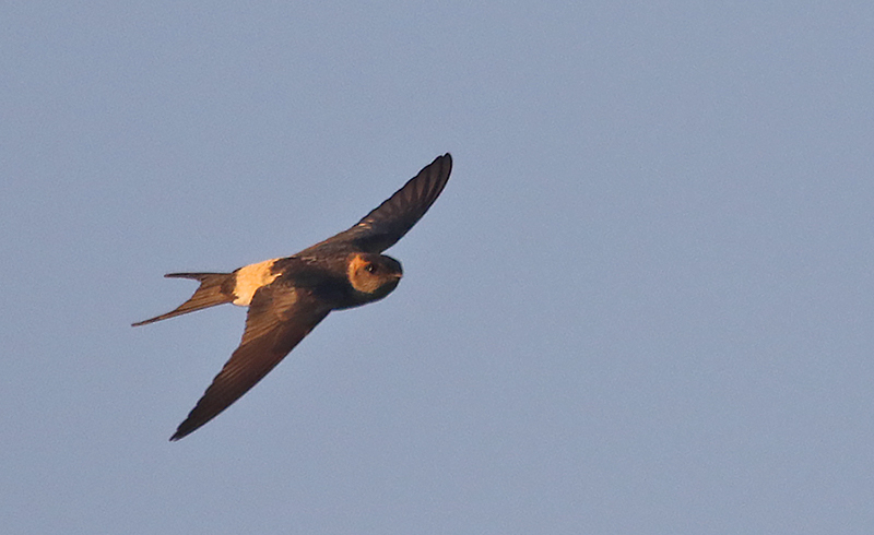 Red-rumped Swallow