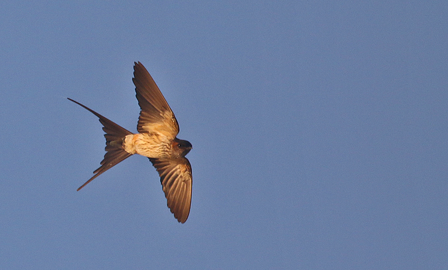 Red-rumped Swallow