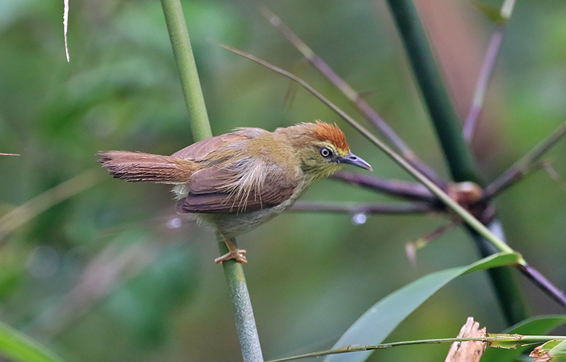 Striped Tit-Babbler