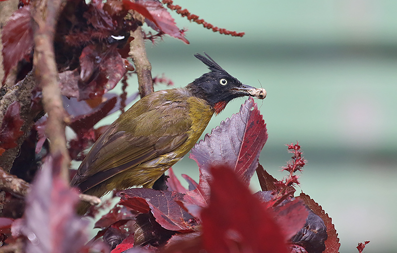 Black-crested Bulbul