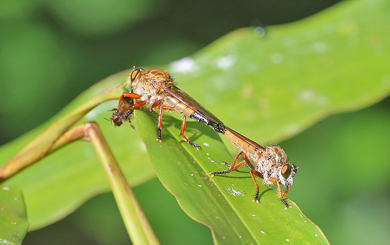 Giant Robber Flies