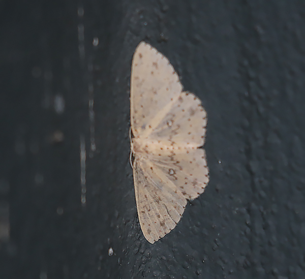Cyclophora turneri