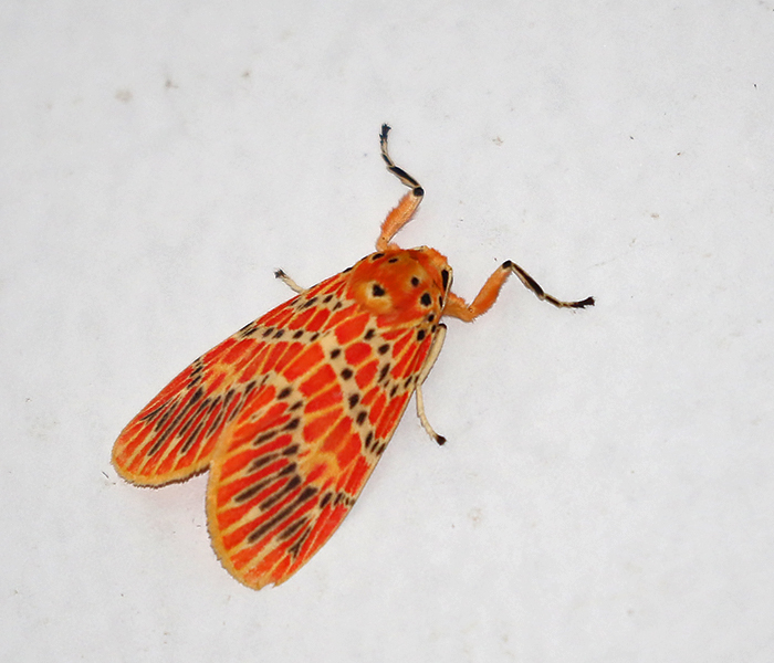 Barsine orientalis