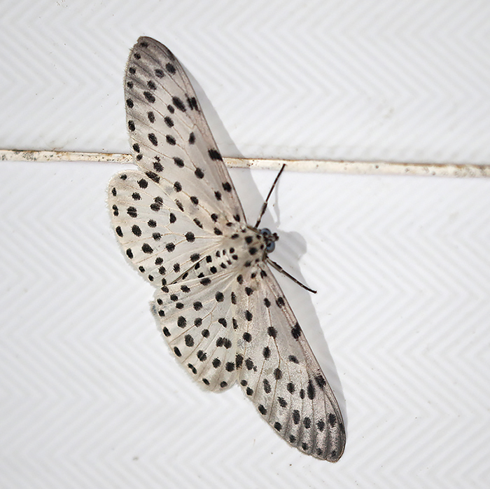 Percnia foraria