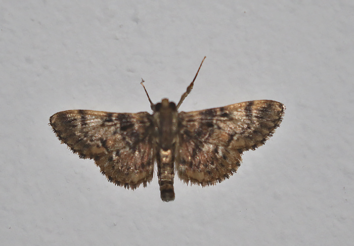 Pyralid and Crambid Snout Moths
