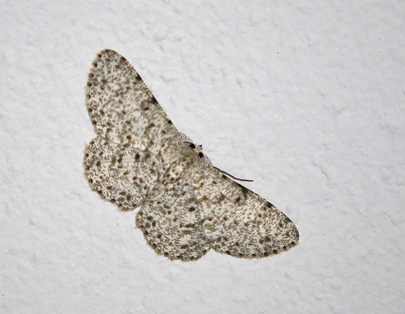 Catoria camelaria