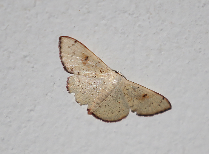 Somatina obscuriciliata