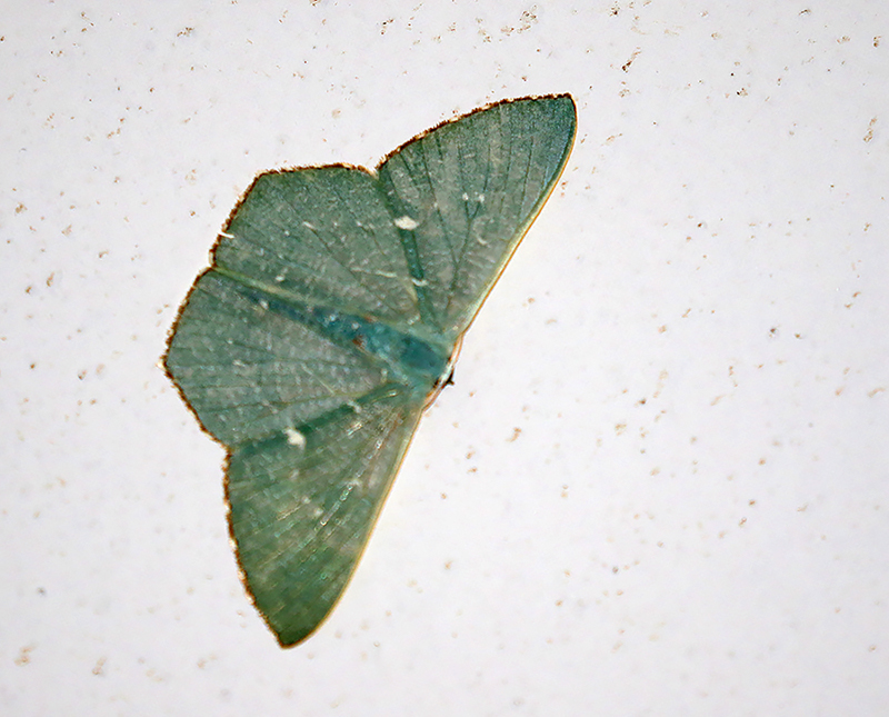 Pelagodes antiquadraria