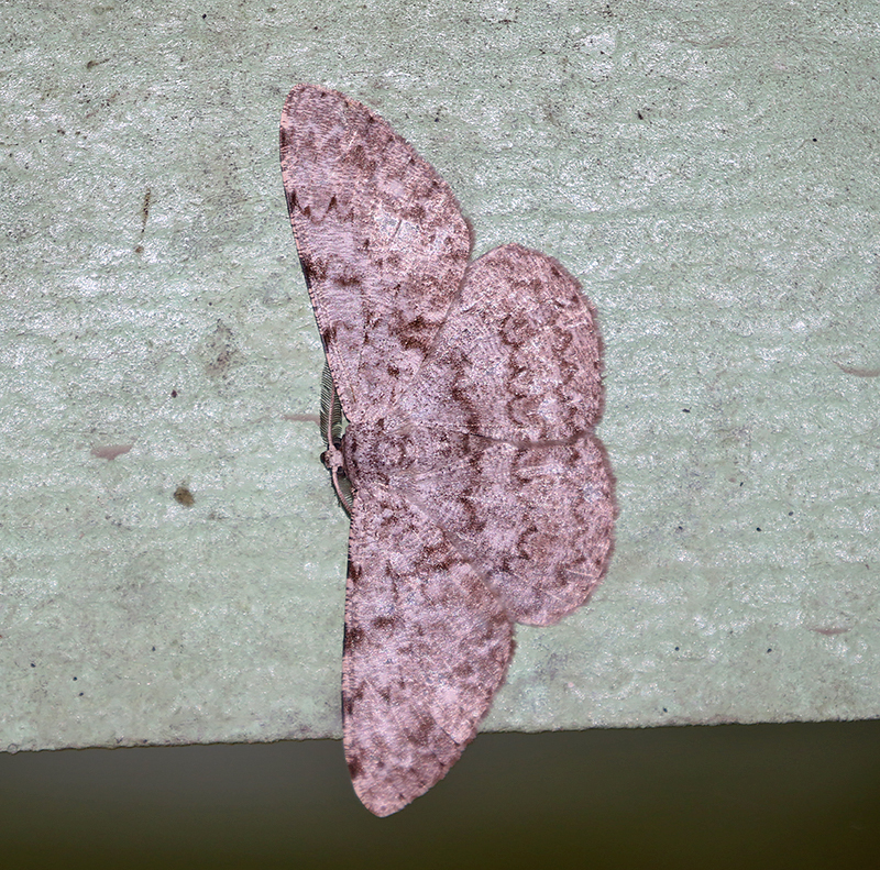 Genus Hypomecis