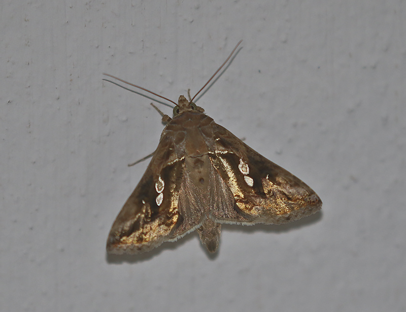 Genus Chrysodeixis