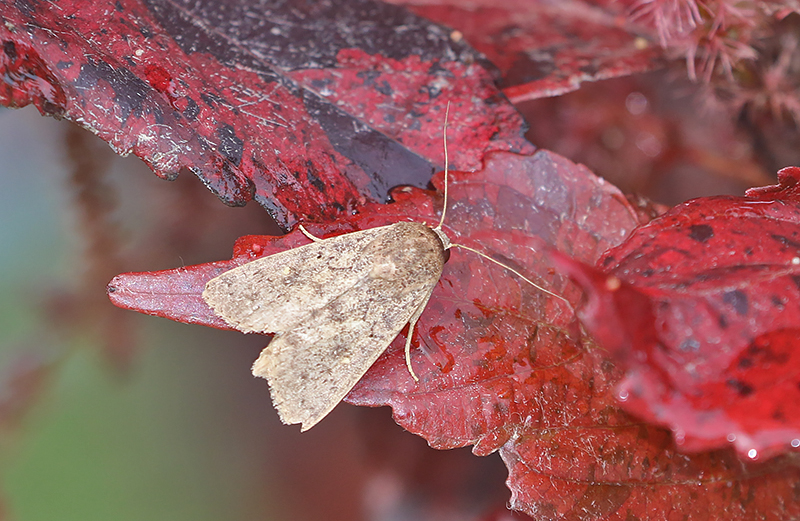 Cutworm Moths and Allies