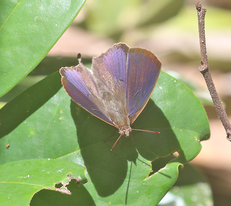 Purple Leaf Blue (Amblypodia anita)