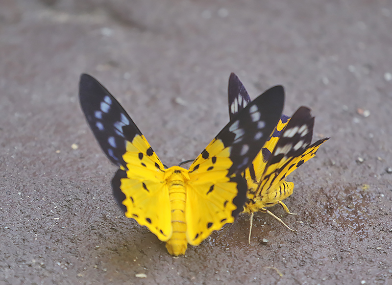 Yellow False Tiger Moth (Dysphania sagana)