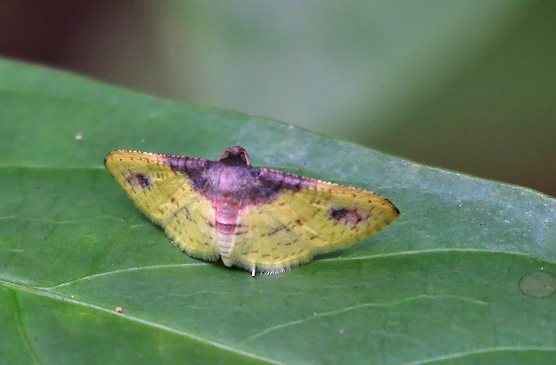 Rhodoneura sulphurea
