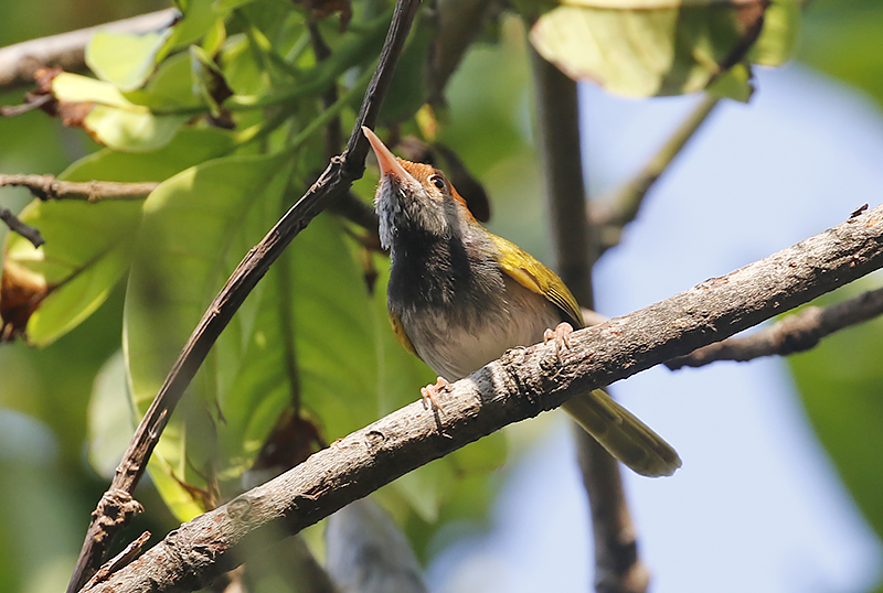 Dark-necked Tailorbird