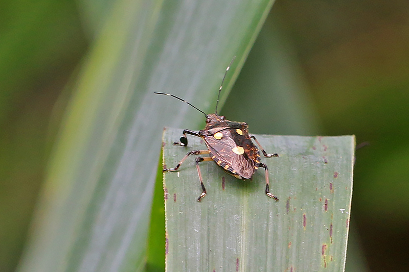 Dalpada oculata