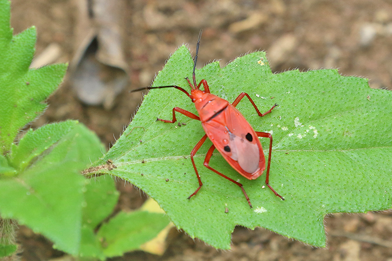 Kapok Bug Probergrothius (nigricornis)