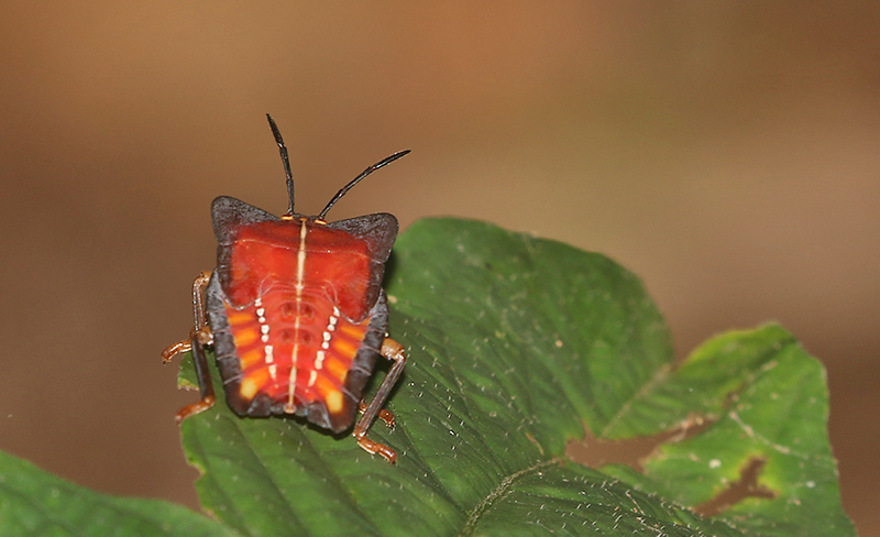 Lychee Stink Bug (Tessaratoma papillosa)