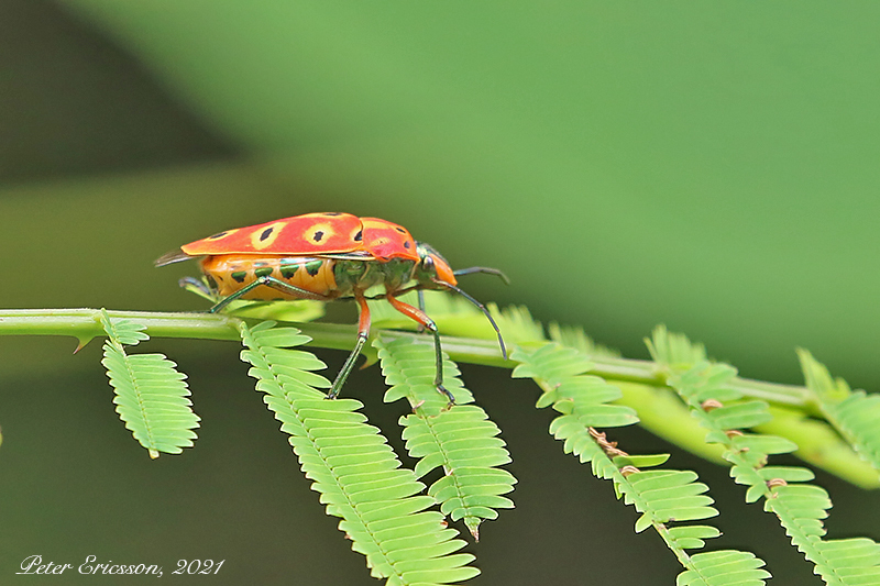 Ocellated Shield Bug (Cantao ocellatus)