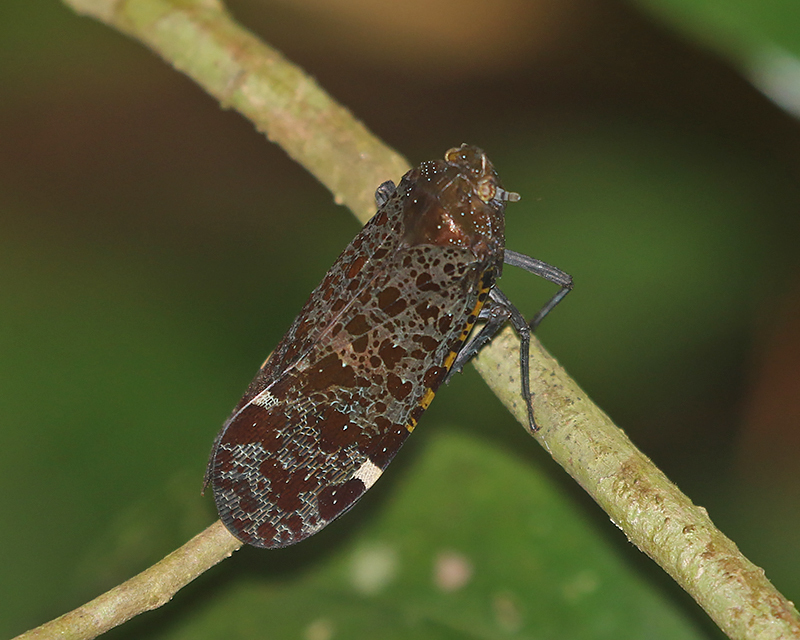 Penthicodes variegata 