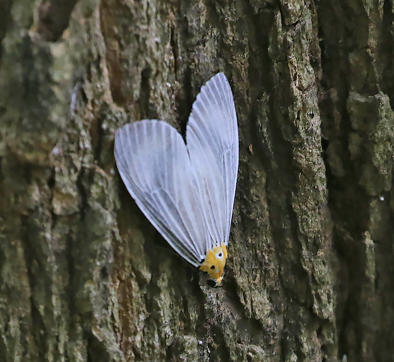 Neochera dominia