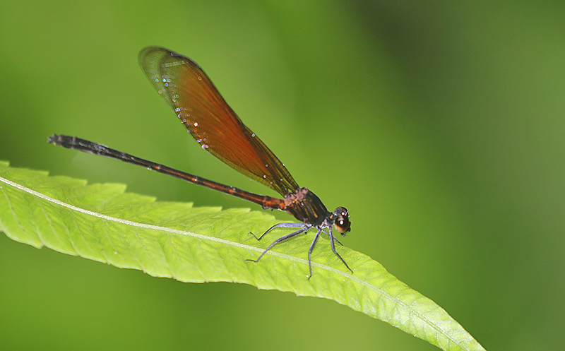 Euphaea ochracea