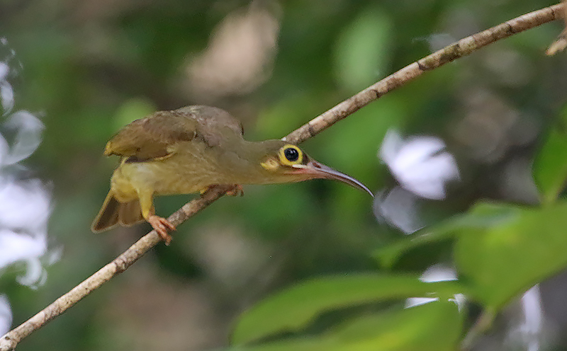 Spectacled Spiderhunter