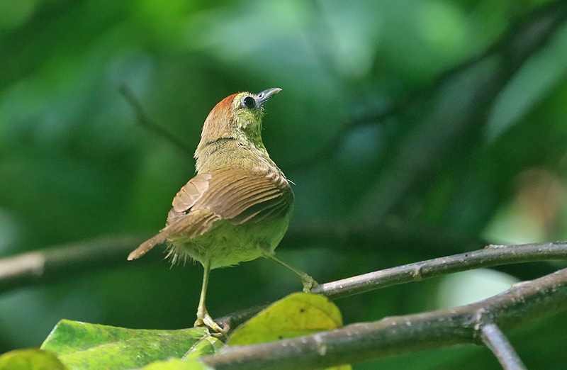 Pin-tailed Striped Tit-Babbler