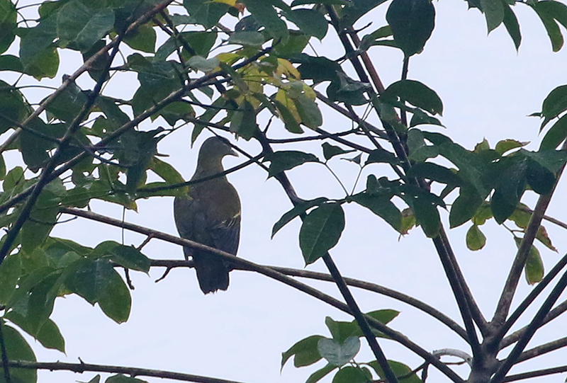 Little Green-Pigeon