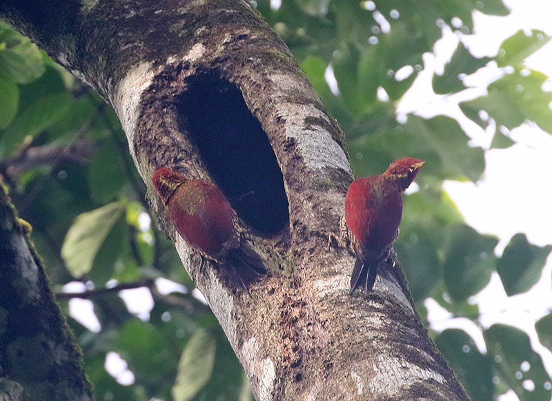 Banded Woodpecker