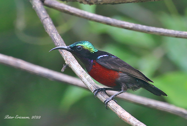 Van Hassel's Sunbird