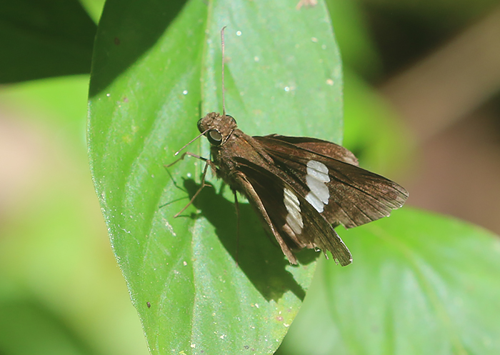 Common Banded Demon