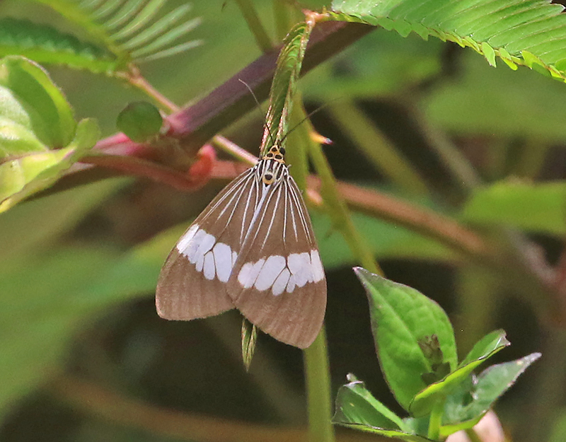 Asian Magpie Moth (Nyctemera baulus)