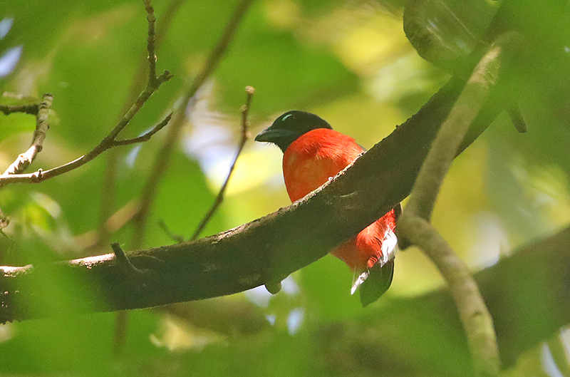 Scarlet-rumped Trogon