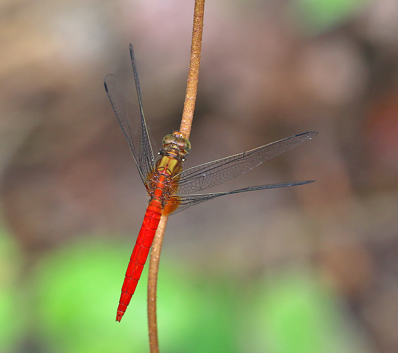 Orange Skimmer Orthetrum testaceum